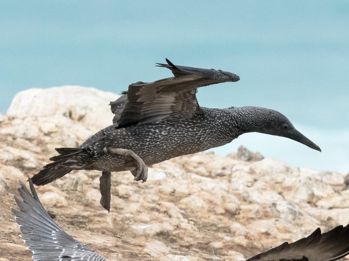 Cape Gannet
