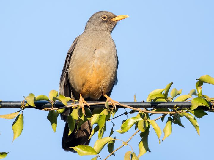 Karoo Thrush
