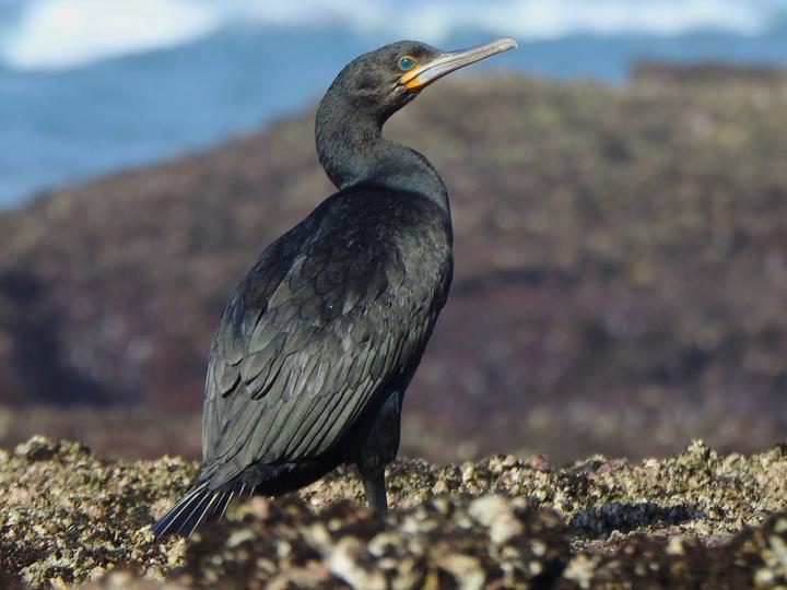 Cape Cormorant