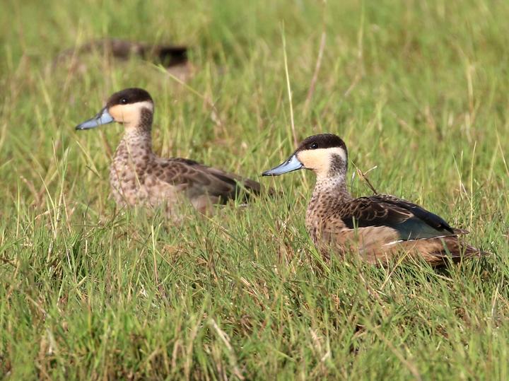 Blue-billed Teal