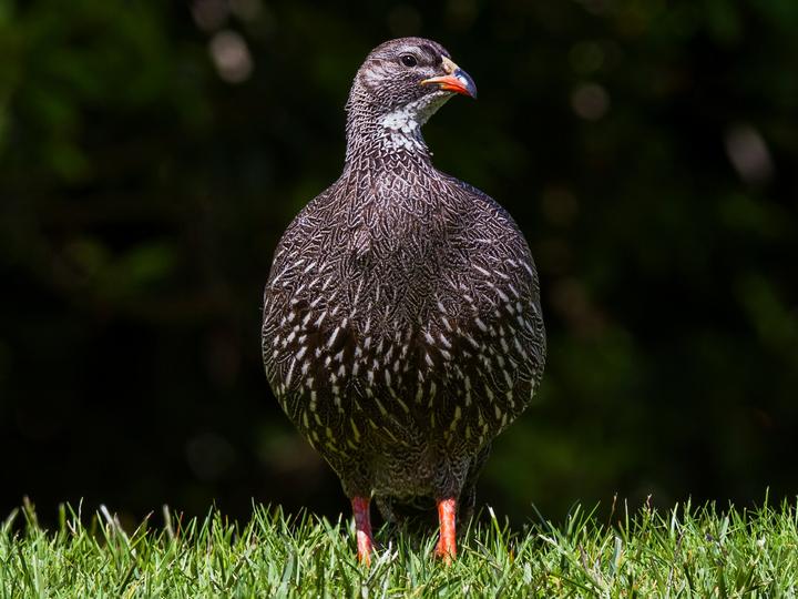 Cape Spurfowl