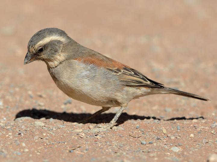 Cape Sparrow