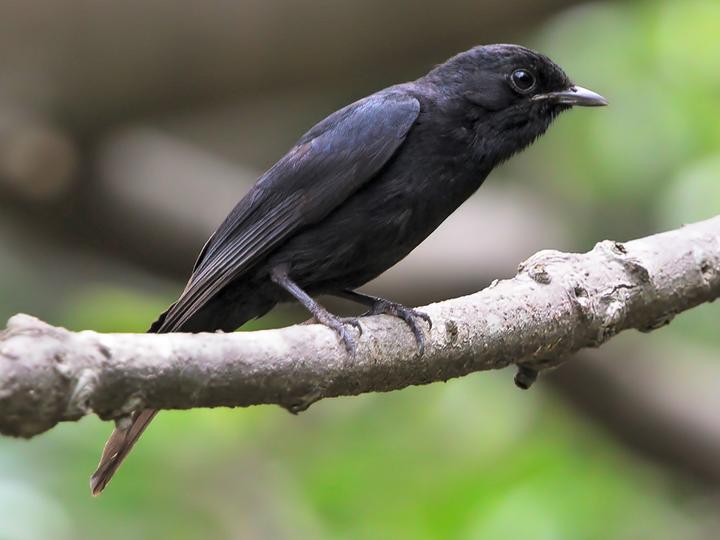 Southern Black Flycatcher