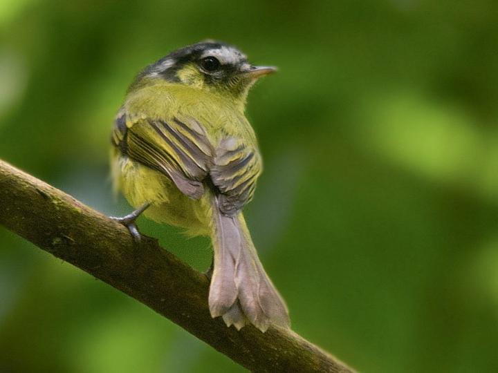 Southern Bristle Tyrant