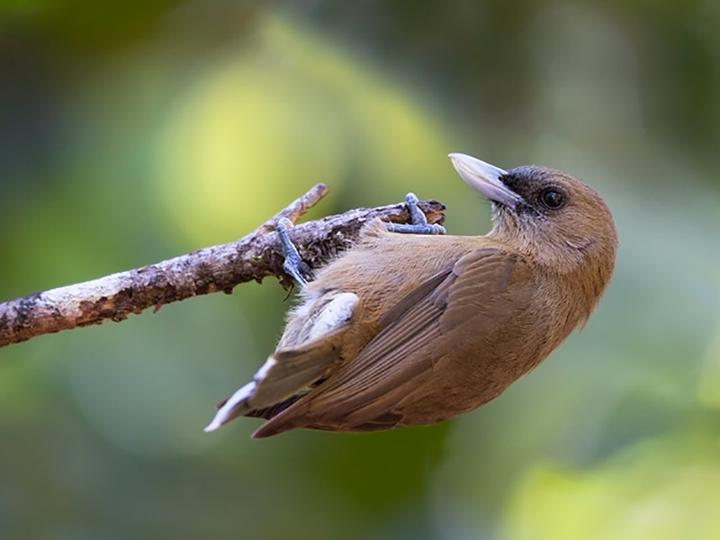 Southern Shrikebill