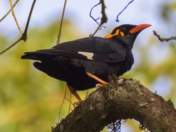 Southern Hill Myna