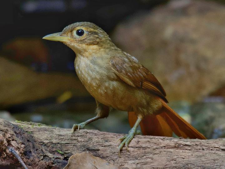 Ochre-throated Foliage-gleaner