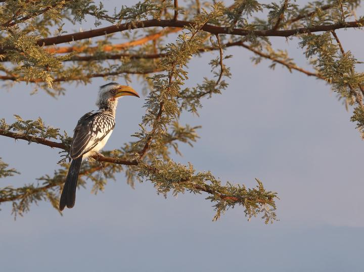 Southern Yellow-billed Hornbill