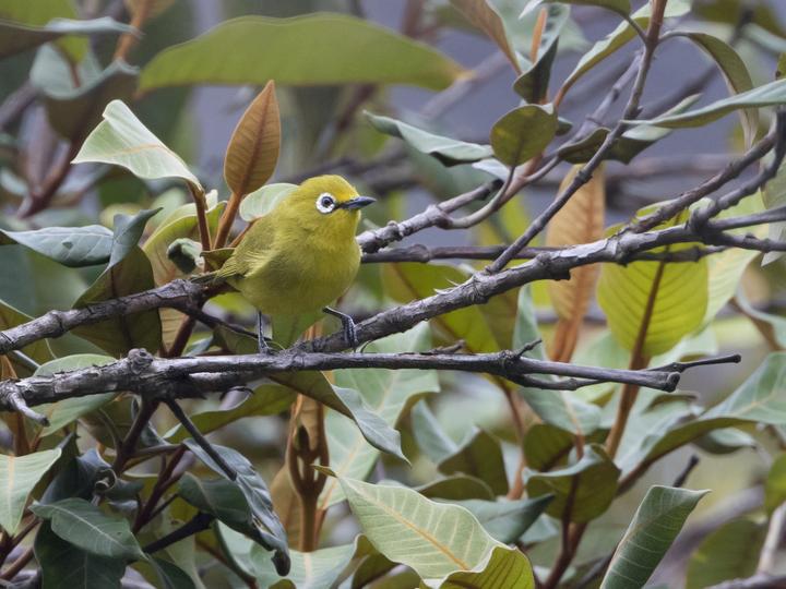 Southern Yellow White-eye