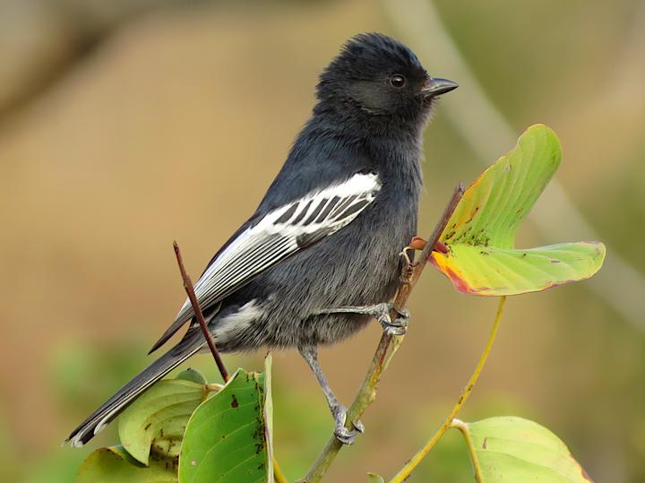 Southern Black Tit
