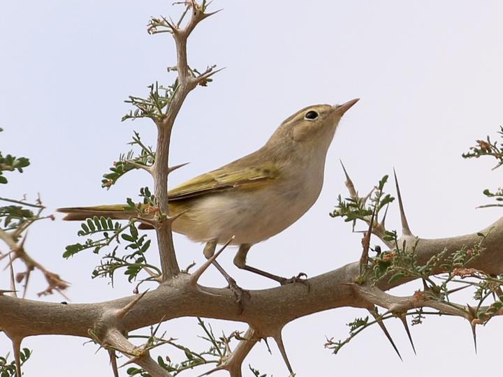 Western Bonelli's Warbler