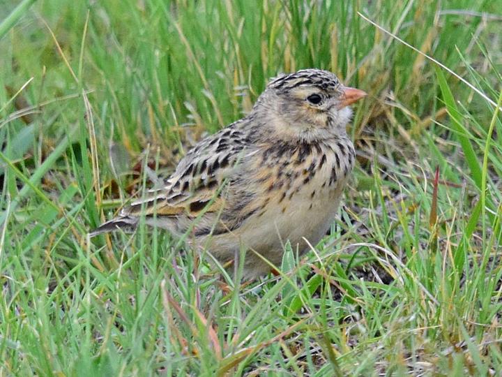Botha's Lark