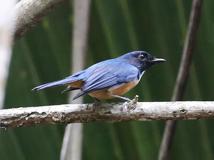 Kalao Blue Flycatcher