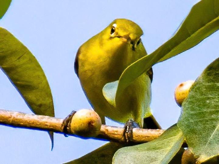 Citrine White-eye
