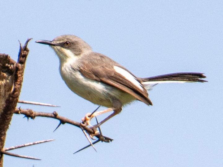 Karamoja Apalis