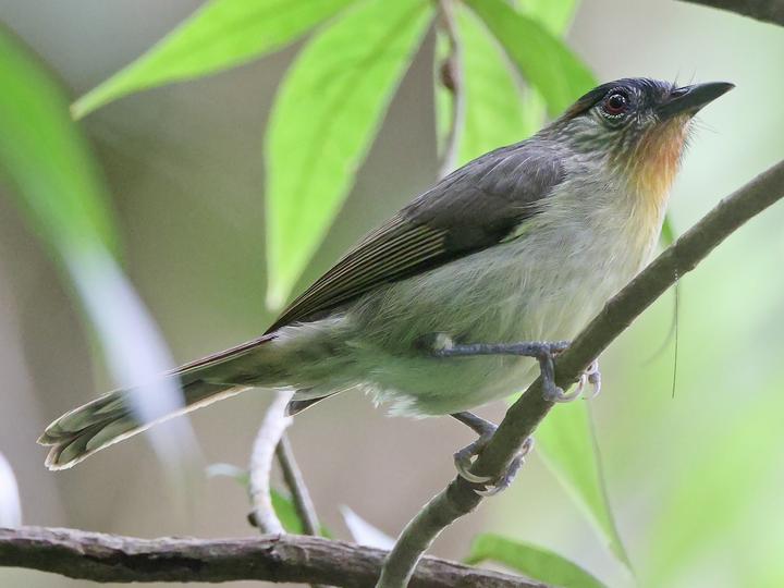 Calabarzon Babbler