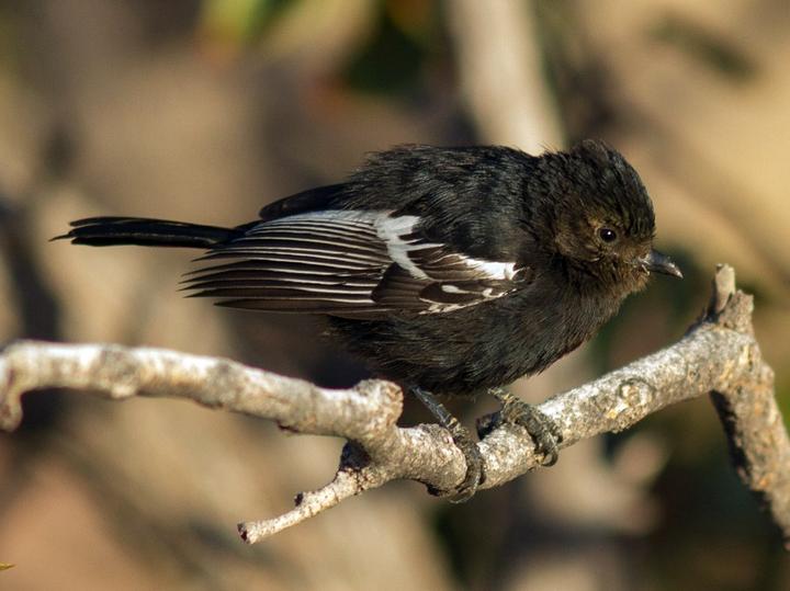 Carp's Tit