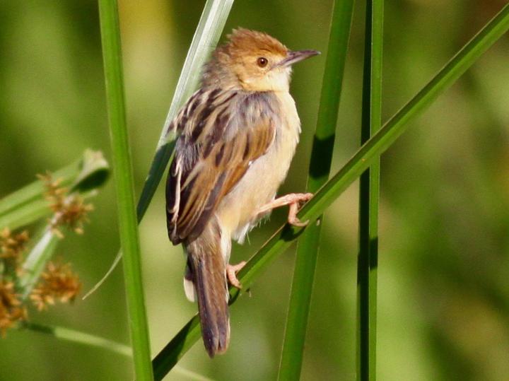 Carruthers's Cisticola