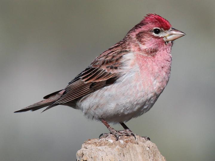 Cassin's Finch