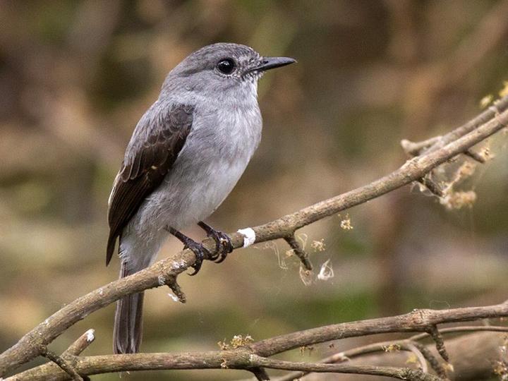 Cassin's Flycatcher