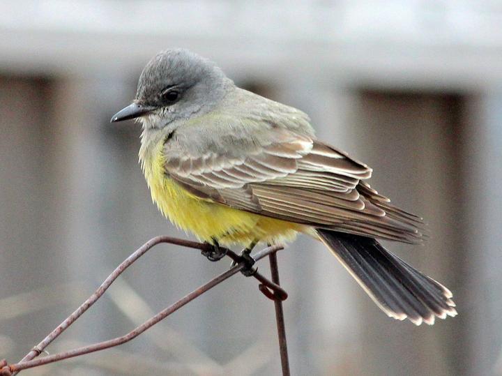 Cassin's Kingbird