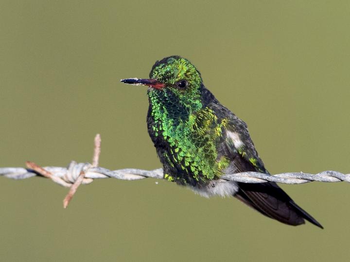 Canivet's Emerald