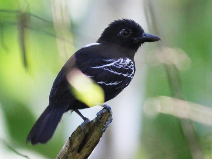 Castelnau's Antshrike