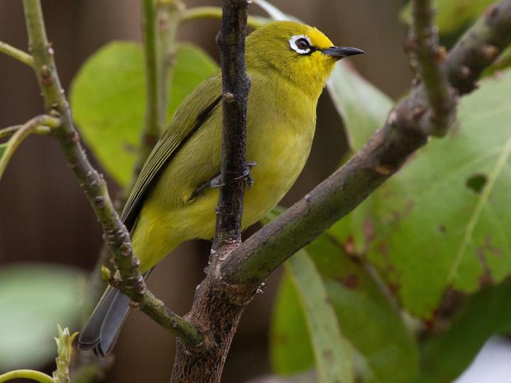 Kafa White-eye