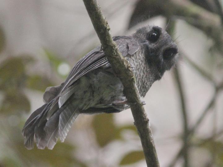 Karimui Owlet-nightjar