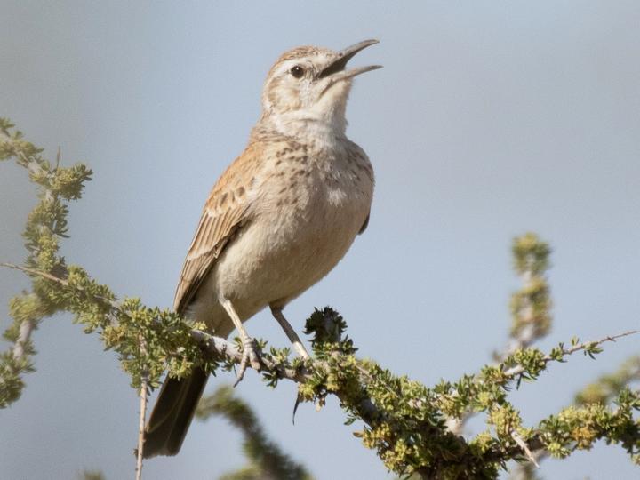 Karoo Long-billed Lark