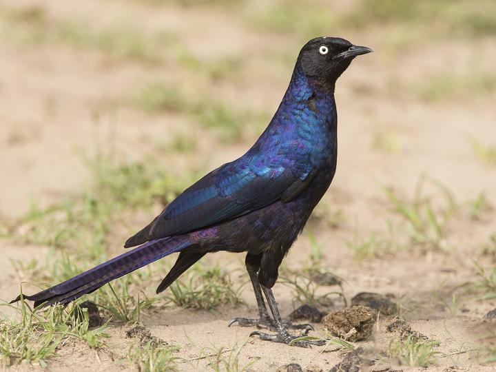 Rüppell's Starling