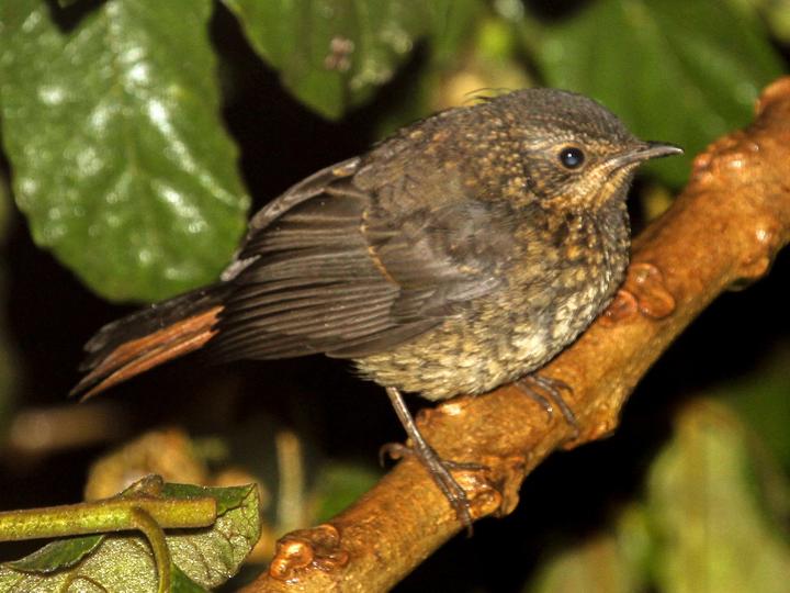 Rüppell's Robin-Chat
