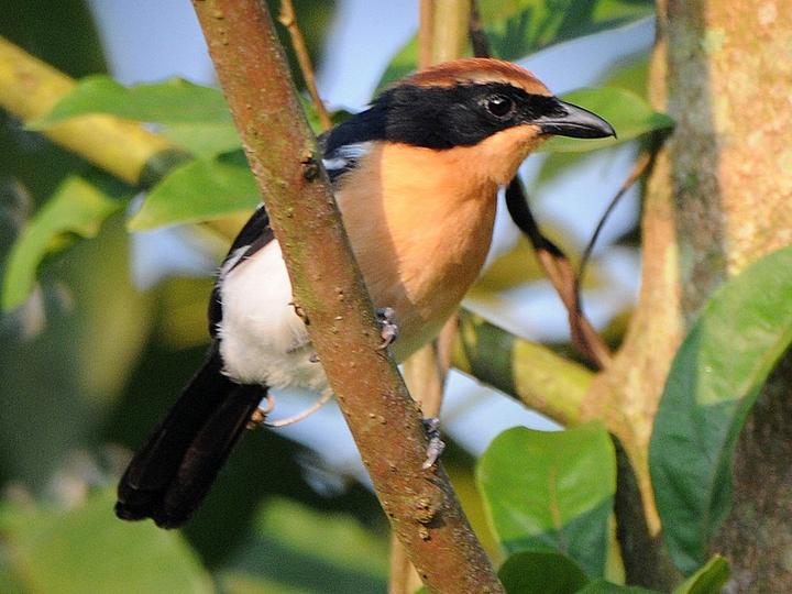 Lühder's Bushshrike