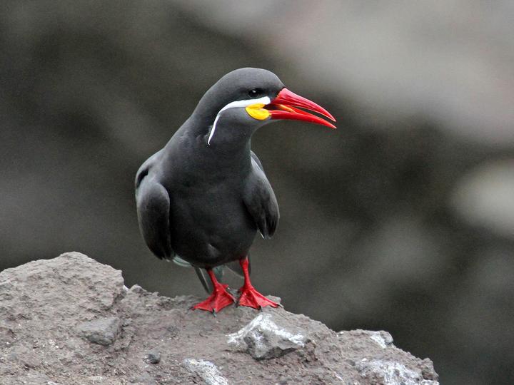Inca Tern