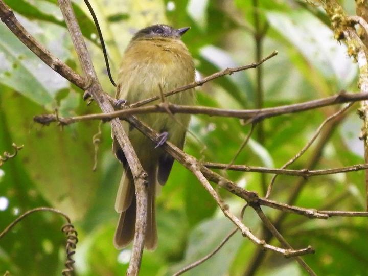 Inca Flycatcher