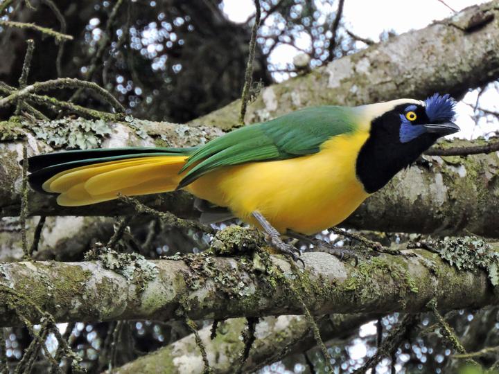 Inca Jay