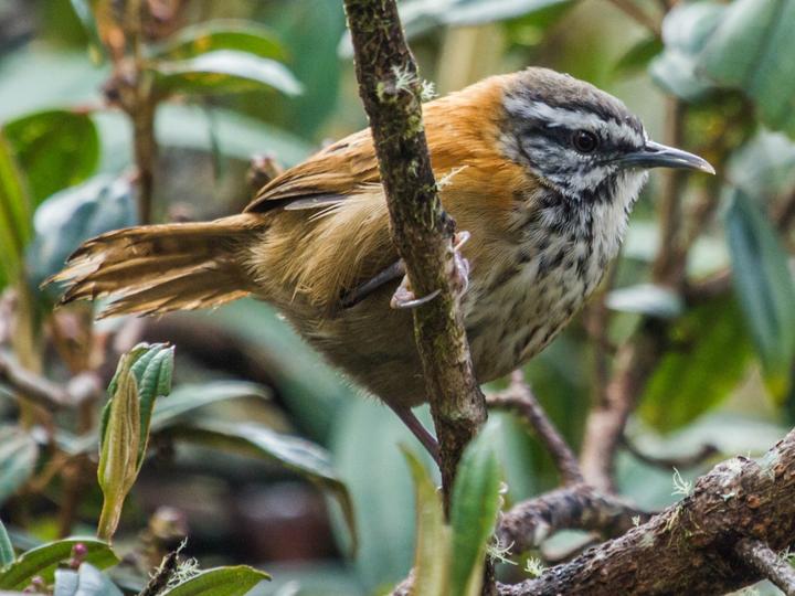 Inca Wren