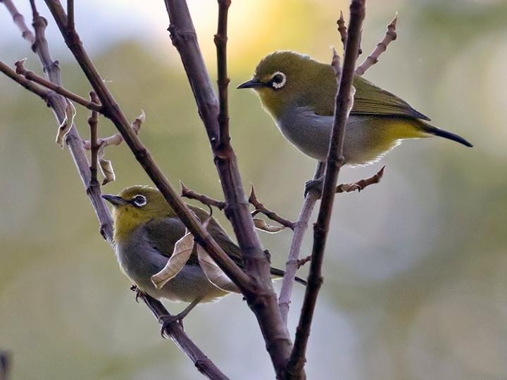 Sangkar White-eye