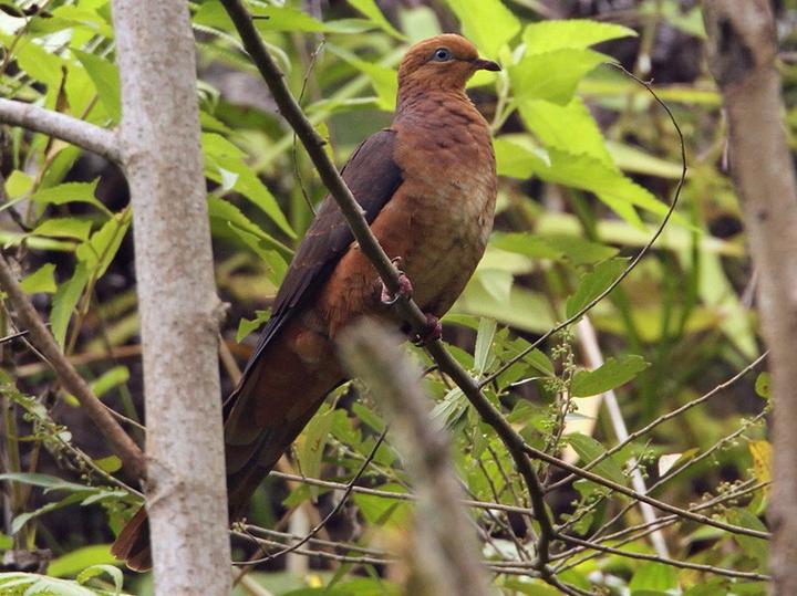 Ruddy Cuckoo-Dove