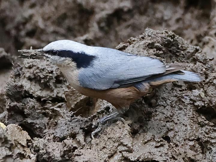 Indian Nuthatch