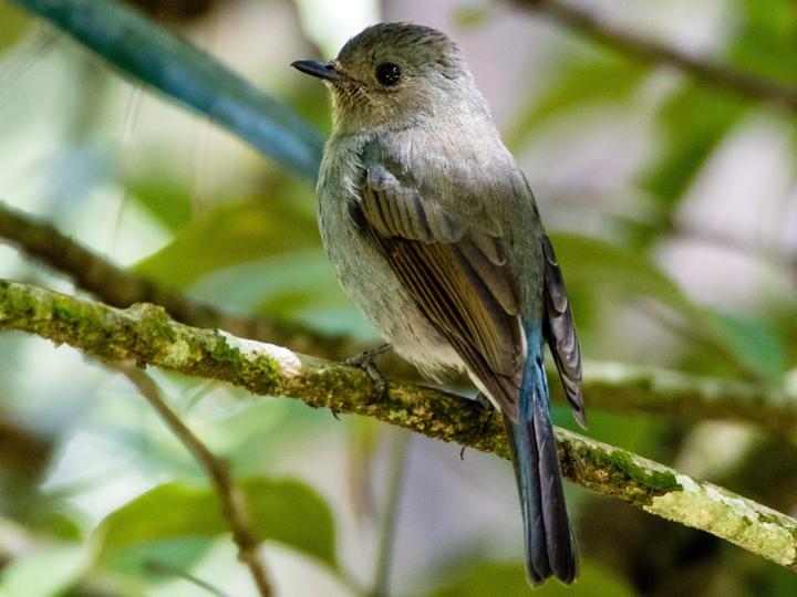 Nilgiri Flycatcher