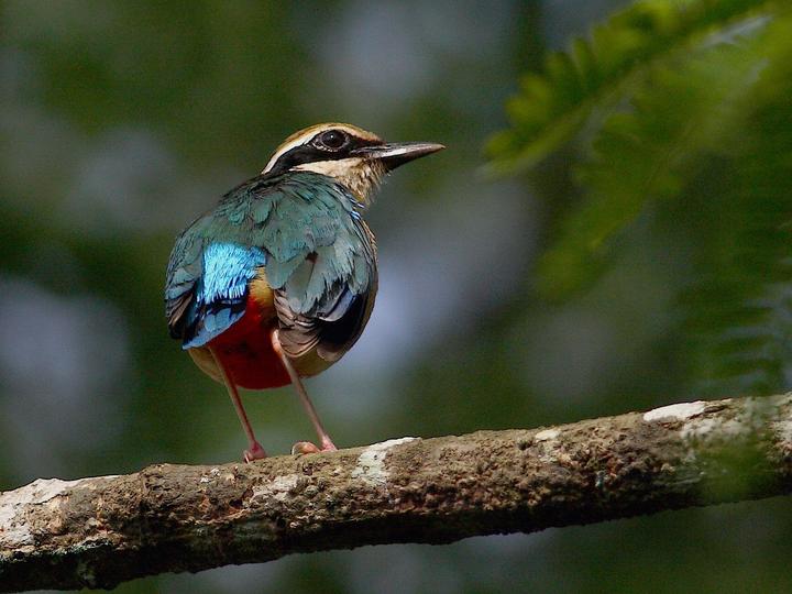 Indian Pitta