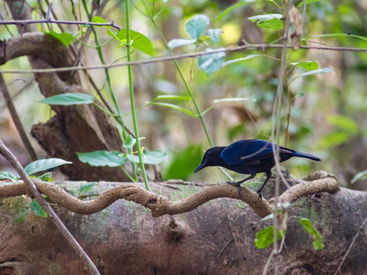 Malabar Whistling Thrush