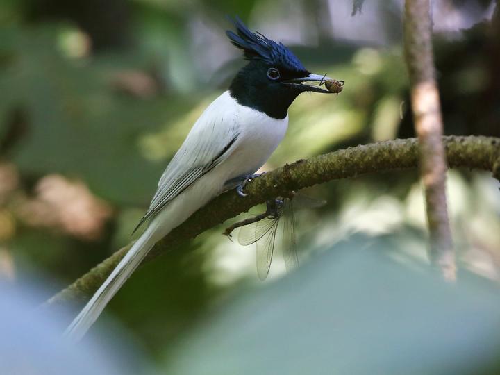 Indian Paradise Flycatcher