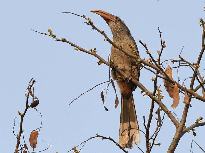 Malabar Grey Hornbill