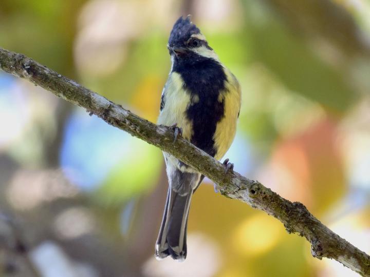 Indian Black-lored Tit