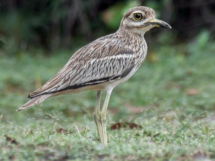 Indian Stone-curlew