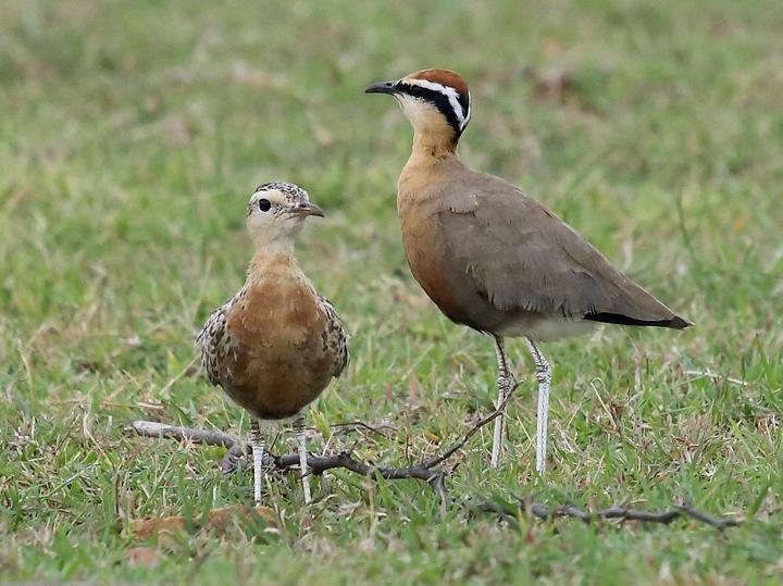 Indian Courser