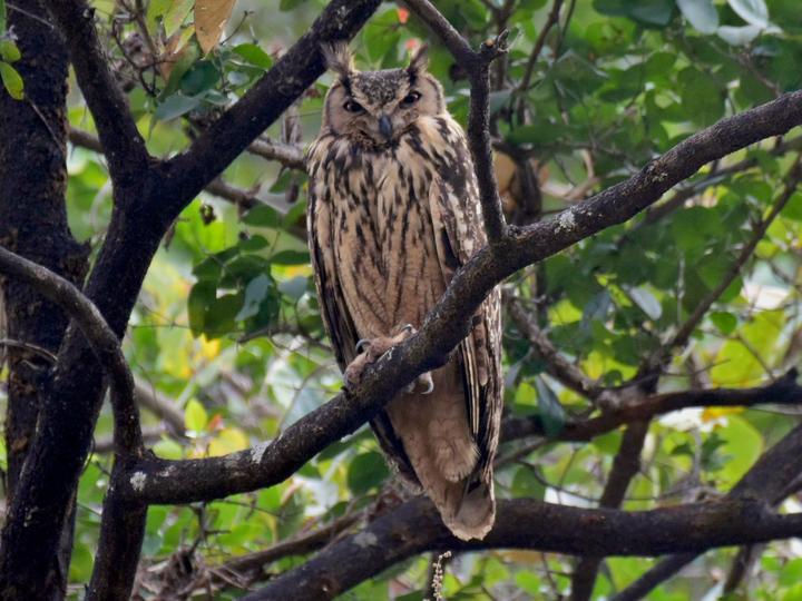 Indian Eagle-Owl
