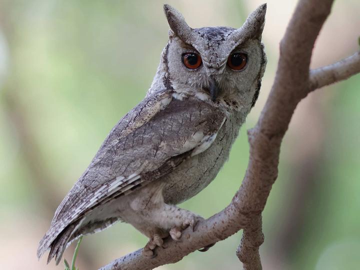 Indian Scops Owl